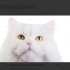 Çok tatlı british longhair kedi fotoğraf