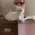 Çok tatlı british longhair kedi fotoğraf