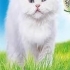 Çok tatlı british longhair kedi fotoğraf