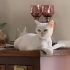 Çok tatlı british longhair kedi fotoğraf