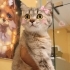 Ücretsiz British shorthair ömürlük yuvasını arıyor fotoğraf