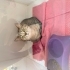 Ücretsiz British shorthair ömürlük yuvasını arıyor fotoğraf