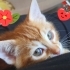 Kızıl kaşmir tüylü 8 haftalık dişi fotoğraf