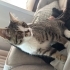 5 aylık erkek american shorthair fotoğraf