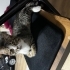 5 aylık erkek american shorthair fotoğraf