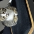 5 aylık erkek american shorthair fotoğraf