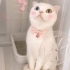 Ücretsiz scottish fold ömürlük yuvasını arıyoruz fotoğraf