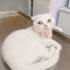 Ücretsiz scottish fold ömürlük yuvasını arıyoruz fotoğraf