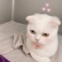 Ücretsiz scottish fold ömürlük yuvasını arıyoruz fotoğraf