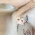 Ücretsiz scottish fold ömürlük yuvasını arıyoruz fotoğraf