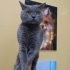 Ücretsiz British shorthair ömürlük yuva arıyoruz fotoğraf