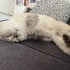 2yaşında erkek british shorthair yuva arıyor fotoğraf