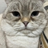 2yaşında erkek british shorthair yuva arıyor fotoğraf