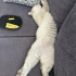 2yaşında erkek british shorthair yuva arıyor fotoğraf