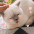 Ücretsiz scottish fold ömürlük yuva fotoğraf