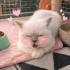 Ücretsiz scottish fold ömürlük yuva fotoğraf