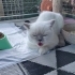 Ücretsiz scottish fold ömürlük yuva fotoğraf