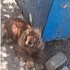 GENÇ DİŞİ İNGİLİZ COCKER SPANİEL İÇİN ACİL GEÇİCİ VEYA KALICI YUVA ARIYOR fotoğraf