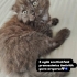 Ücretsiz yavru scottishfold ömürlük yuva arıyoruz fotoğraf