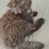Ücretsiz yavru scottishfold ömürlük yuva arıyoruz fotoğraf