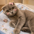 Ücretsiz scottishfold ömürlük ailesini arıyoruz fotoğraf