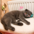Ücretsiz scottishfold ömürlük ailesini arıyoruz fotoğraf