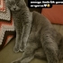 Ücretsiz scottishfold ömürlük ailesini arıyoruz fotoğraf