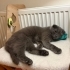 Ücretsiz scottishfold ömürlük ailesini arıyoruz fotoğraf