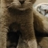 Ücretsiz scottishfold ömürlük ailesini arıyoruz fotoğraf
