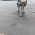 Annesiz kalmış yavruya acil yuva fotoğraf