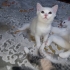 3 YAVRU KEDİ SAHİPLENDİRME İSTER BİR TANE İSTER DAHA FAZLA. fotoğraf