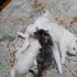 3 YAVRU KEDİ SAHİPLENDİRME İSTER BİR TANE İSTER DAHA FAZLA. fotoğraf