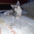 3 YAVRU KEDİ SAHİPLENDİRME İSTER BİR TANE İSTER DAHA FAZLA. fotoğraf