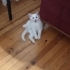 3 YAVRU KEDİ SAHİPLENDİRME İSTER BİR TANE İSTER DAHA FAZLA. fotoğraf