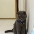1 yaş erkek kısır uysal terk ediliyor fotoğraf
