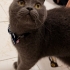 1 yaş erkek kısır uysal terk ediliyor fotoğraf