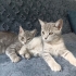 Duman ve Nimbus acil yuva arıyor. fotoğraf