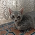 Duman ve Nimbus acil yuva arıyor. fotoğraf