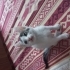 ÜCRETSİZ SOKAK KEDİSİ SAHİPLENDİRME fotoğraf