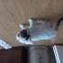 ÜCRETSİZ SOKAK KEDİSİ SAHİPLENDİRME fotoğraf