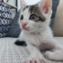 ÜCRETSİZ SOKAK KEDİSİ SAHİPLENDİRME fotoğraf