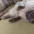 Çok çok acil yuva arıyorum fotoğraf