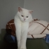 2 yaşında british shorthair kedime yuva arıyorum fotoğraf