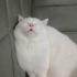 2 yaşında british shorthair kedime yuva arıyorum fotoğraf