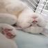 2 yaşında british shorthair kedime yuva arıyorum fotoğraf
