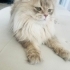 Acil Ücretsiz kedi sahiplendirme fotoğraf