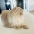 Acil Ücretsiz kedi sahiplendirme fotoğraf