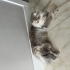 Acil Ücretsiz kedi sahiplendirme fotoğraf