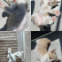 DÜNYANIN EN OYUNCU KEDİSİ fotoğraf