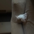 DÜNYANIN EN OYUNCU KEDİSİ fotoğraf